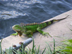 Leguan